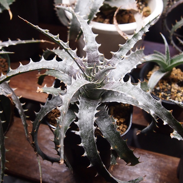 f:id:nature883:20150323011831j:plain f:id:nature883:20150323011831j:plain