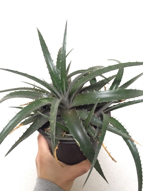 f:id:nature883:20150323012733j:plain f:id:nature883:20150323012733j:plain