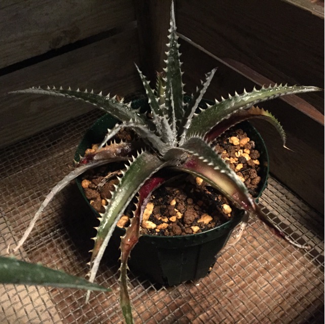 f:id:nature883:20150323013543j:plain f:id:nature883:20150323013543j:plain