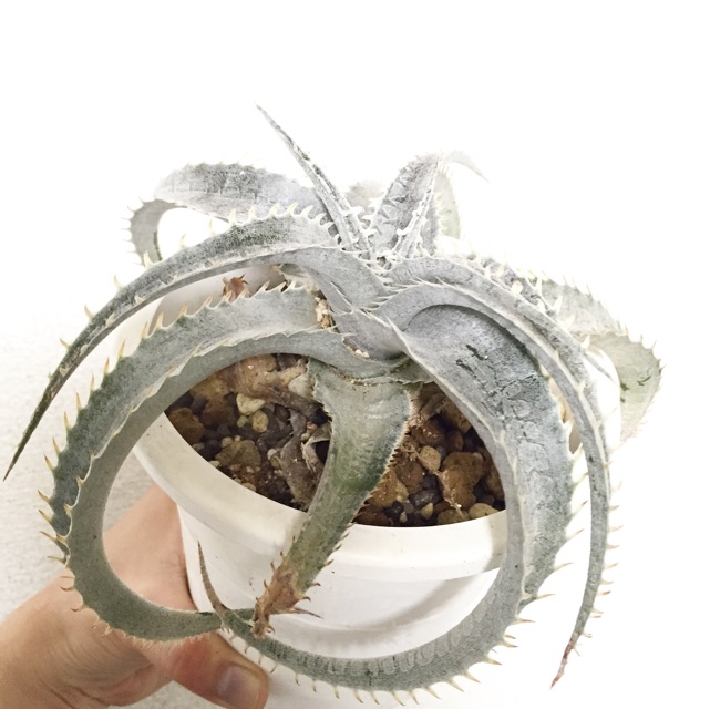 f:id:nature883:20150323014001j:plain f:id:nature883:20150323014001j:plain