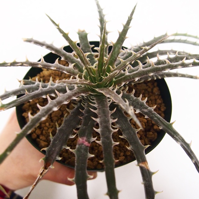 f:id:nature883:20150323015720j:plain f:id:nature883:20150323015720j:plain