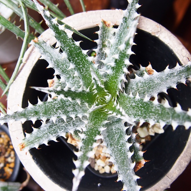 f:id:nature883:20150323020121j:plain f:id:nature883:20150323020121j:plain