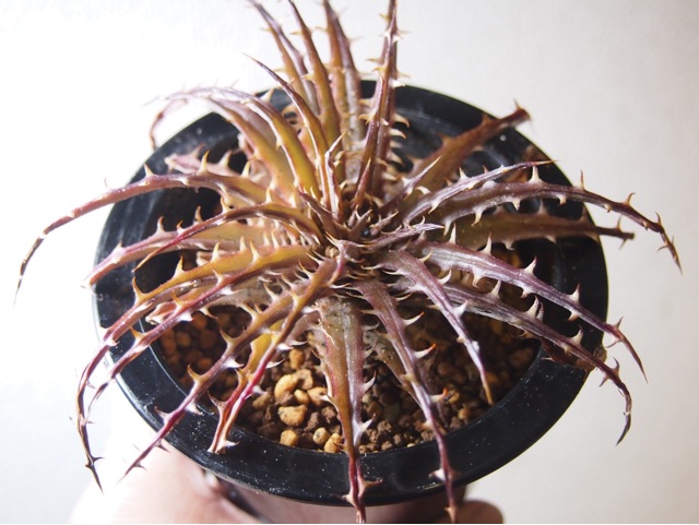 f:id:nature883:20150323020640j:plain f:id:nature883:20150323020640j:plain