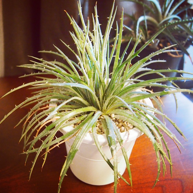 f:id:nature883:20150323021138j:plain f:id:nature883:20150323021138j:plain