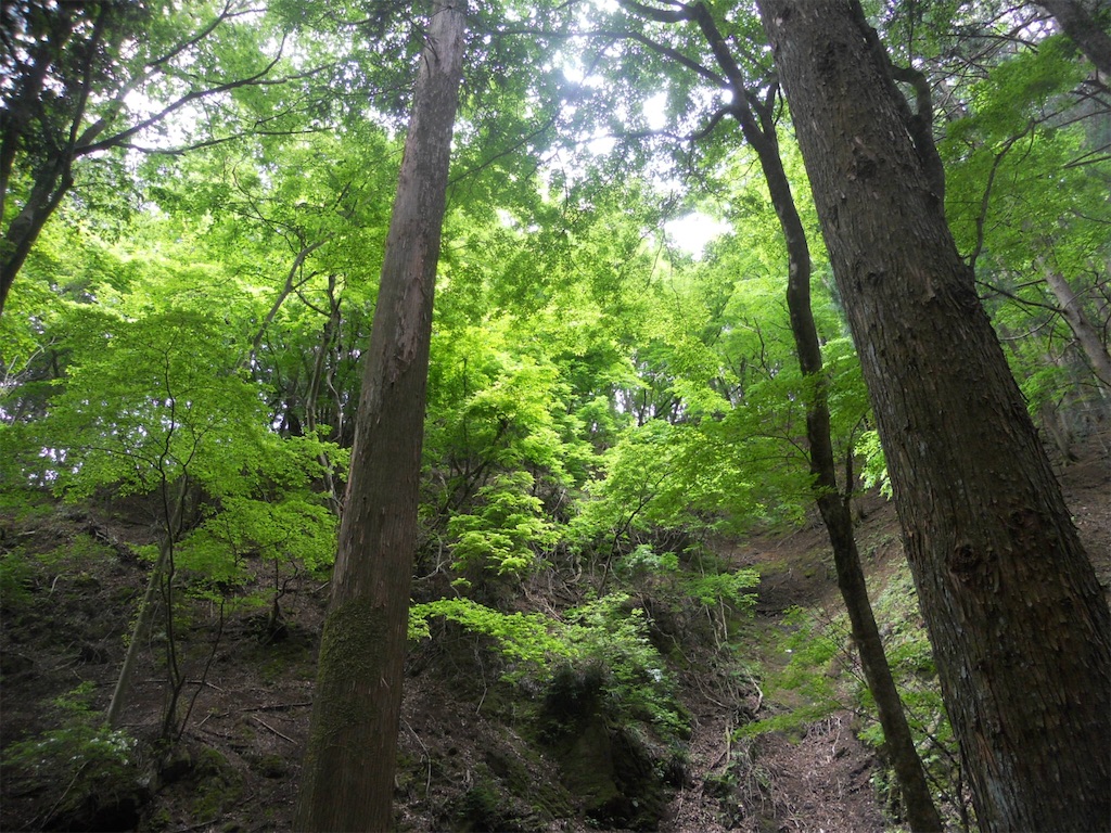f:id:naturez:20160515170054j:image f:id:naturez:20160515170054j:image