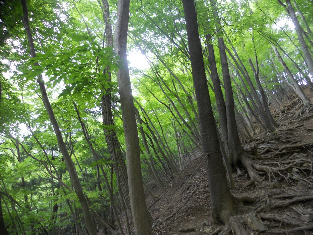 f:id:naturez:20160515170251j:image f:id:naturez:20160515170251j:image