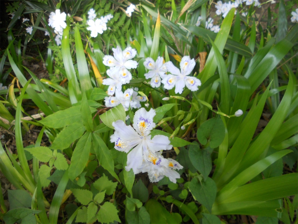 f:id:naturez:20160515182743j:image f:id:naturez:20160515182743j:image