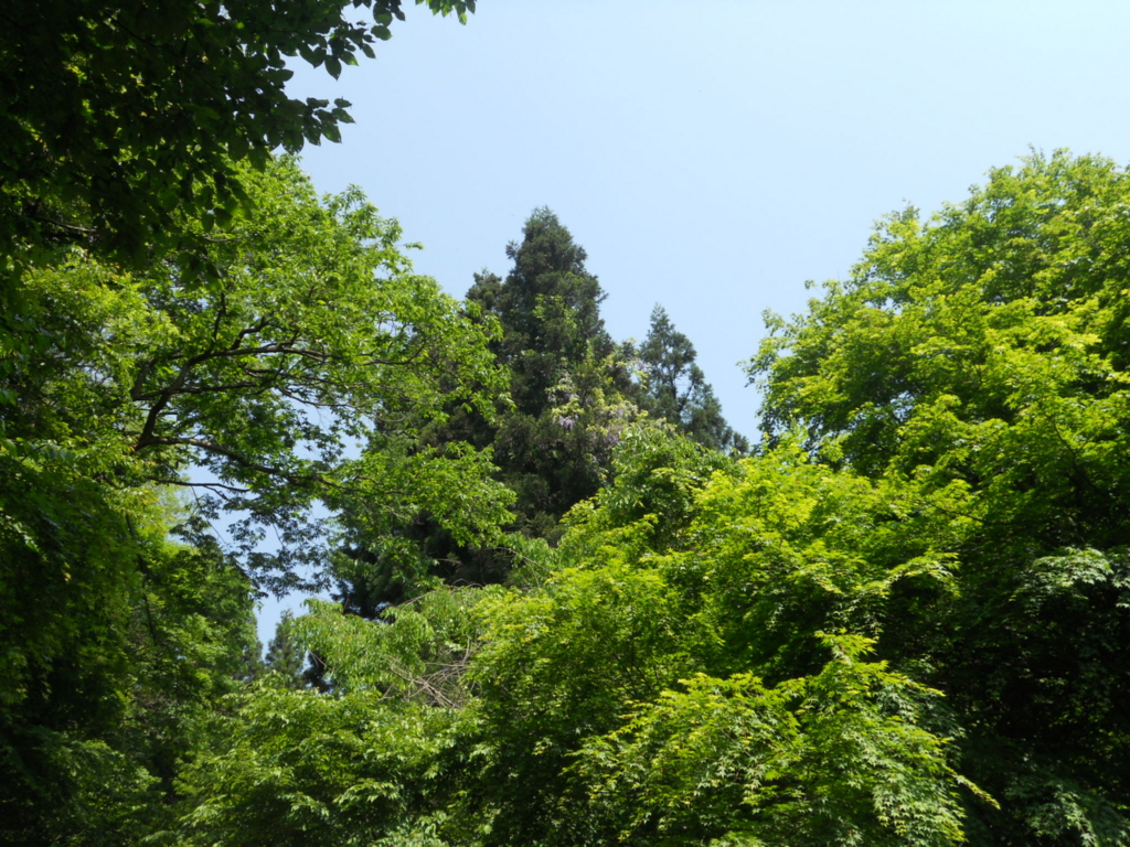 f:id:naturez:20160522132202j:plain f:id:naturez:20160522132202j:plain