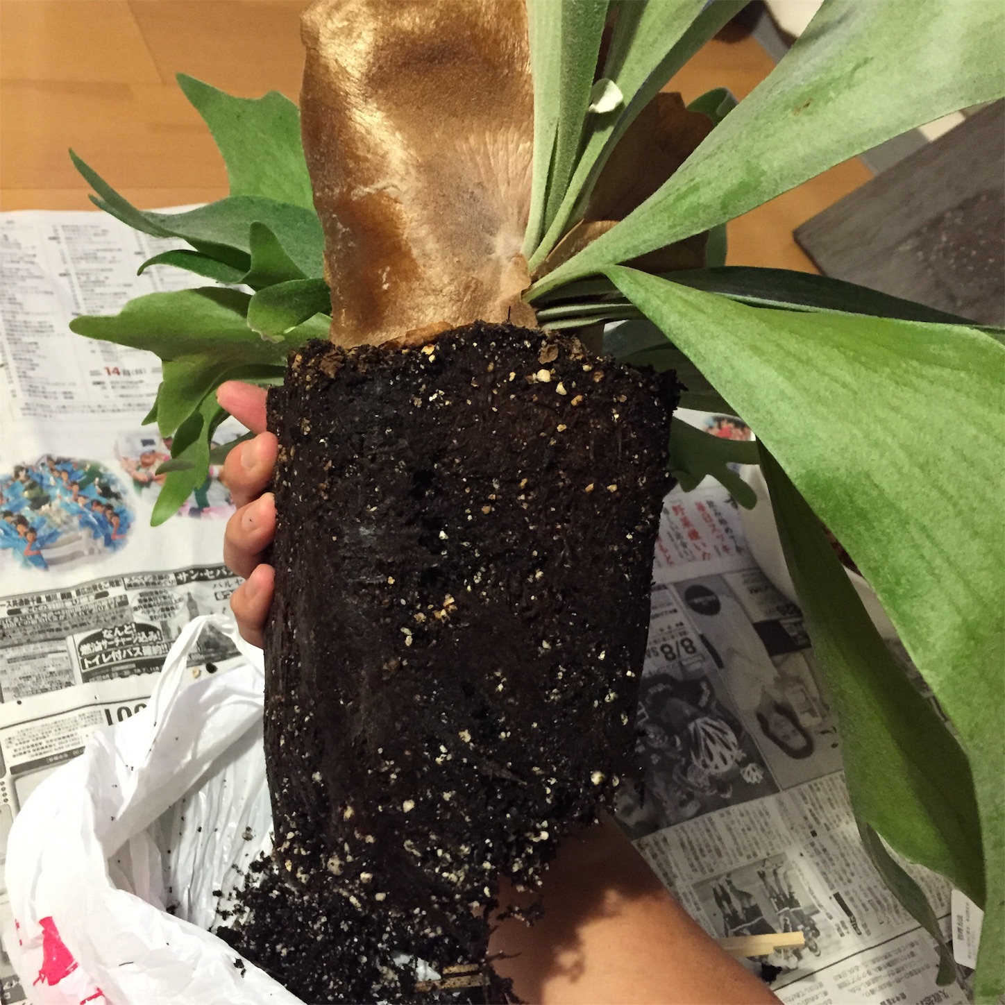 f:id:nauchifufu:20151027213042j:image f:id:nauchifufu:20151027213042j:image