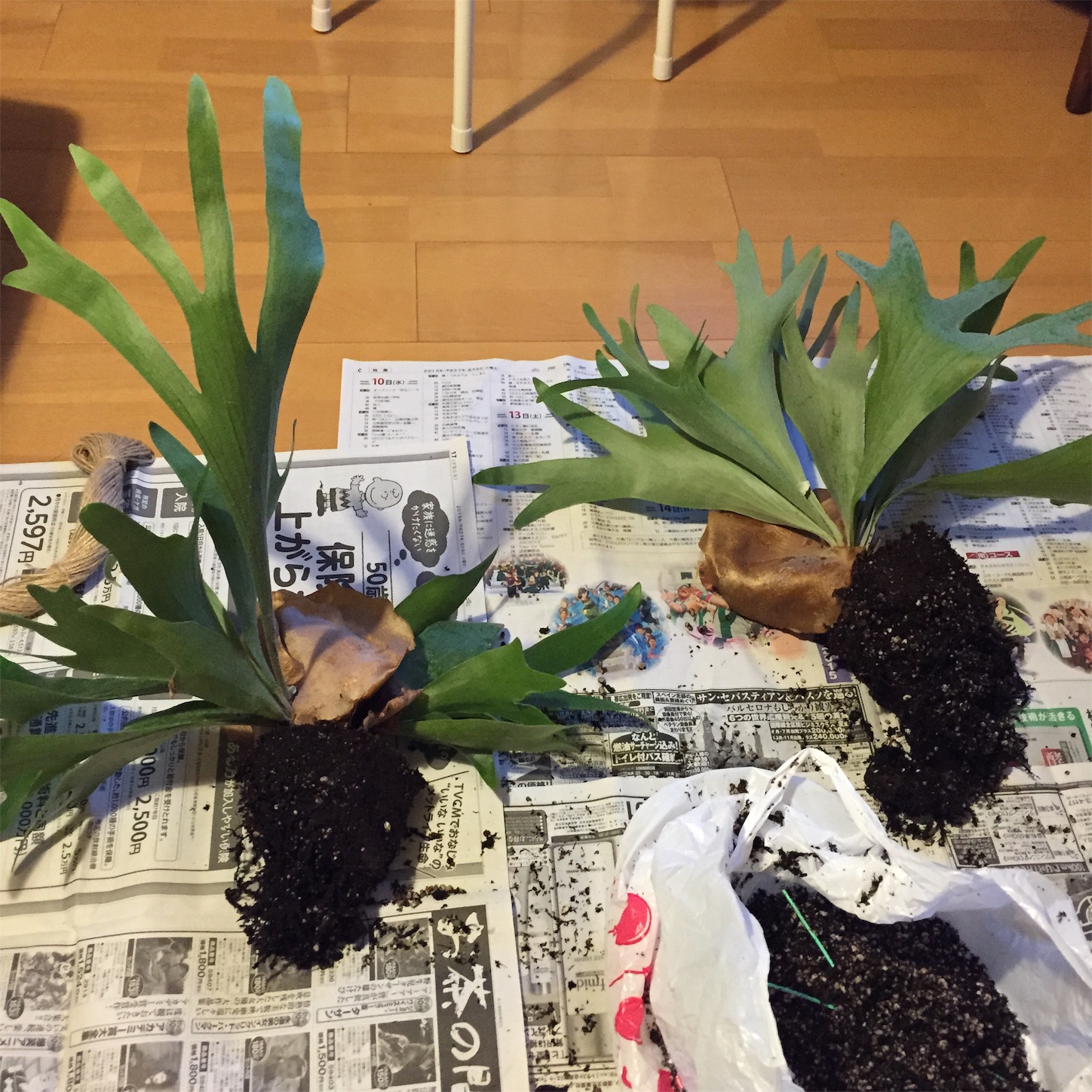 f:id:nauchifufu:20151027213120j:image f:id:nauchifufu:20151027213120j:image