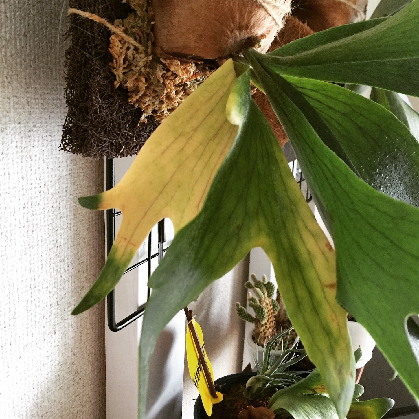 f:id:nauchifufu:20151027214516j:image f:id:nauchifufu:20151027214516j:image