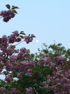 f:id:navi1954:20160518211259j:plain