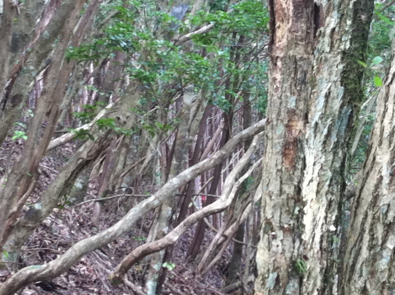 f:id:nceedo:20120909152216j:image