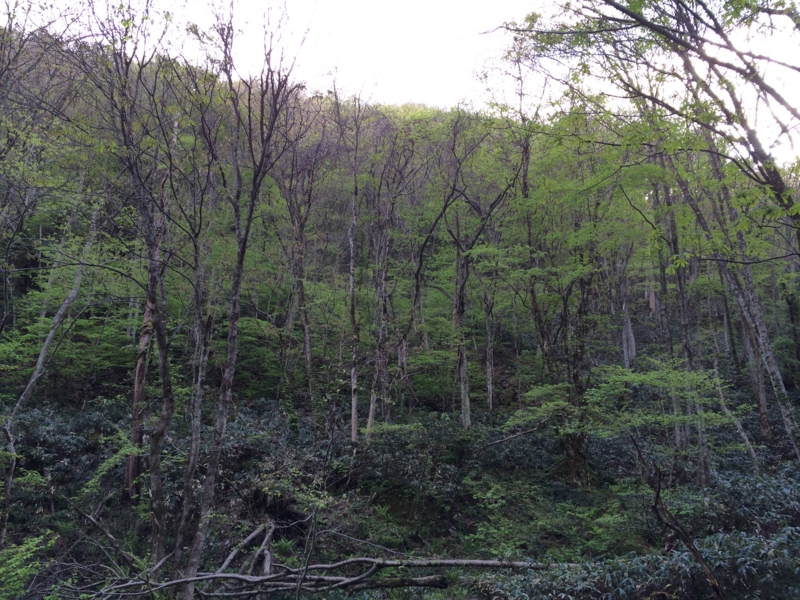 f:id:nceedo:20140430075820j:image f:id:nceedo:20140430075820j:image