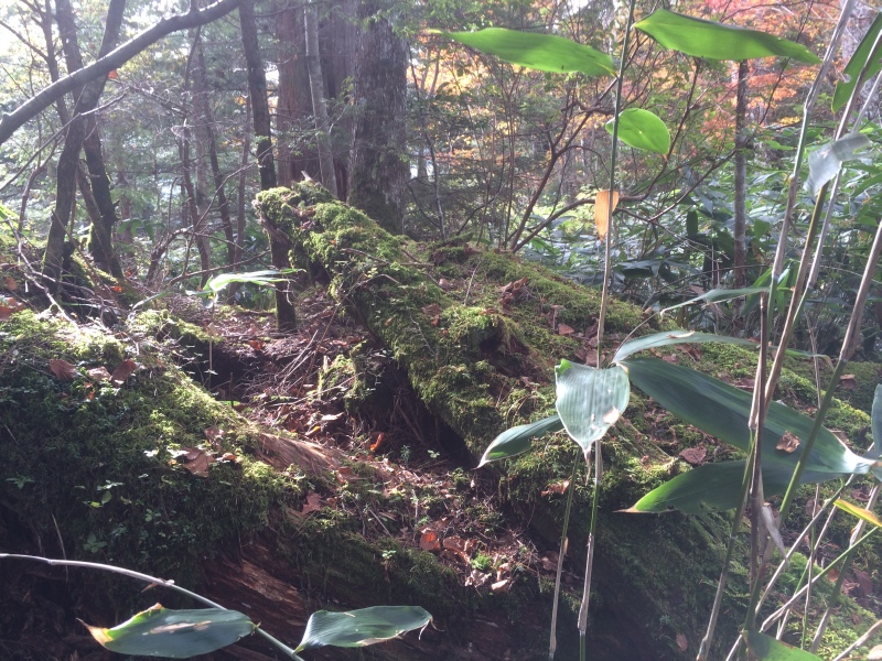 f:id:nceedo:20141012091205j:image