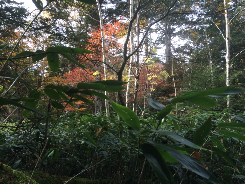 f:id:nceedo:20141012091219j:image