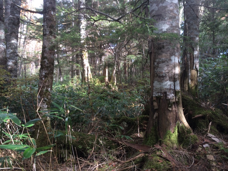 f:id:nceedo:20141012091225j:image