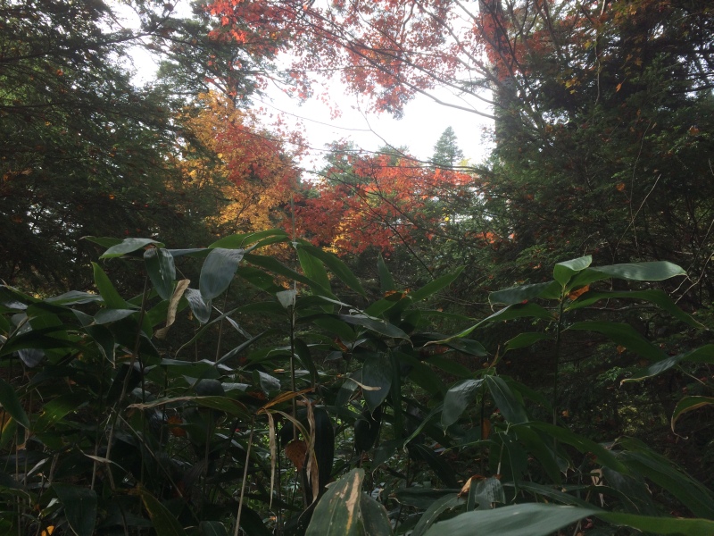 f:id:nceedo:20141012091623j:image