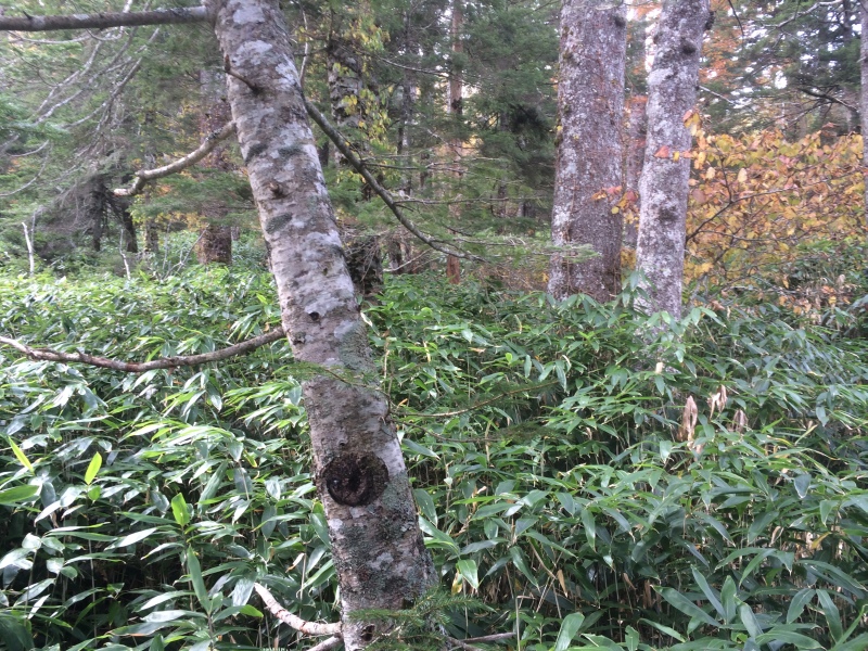 f:id:nceedo:20141012093304j:image