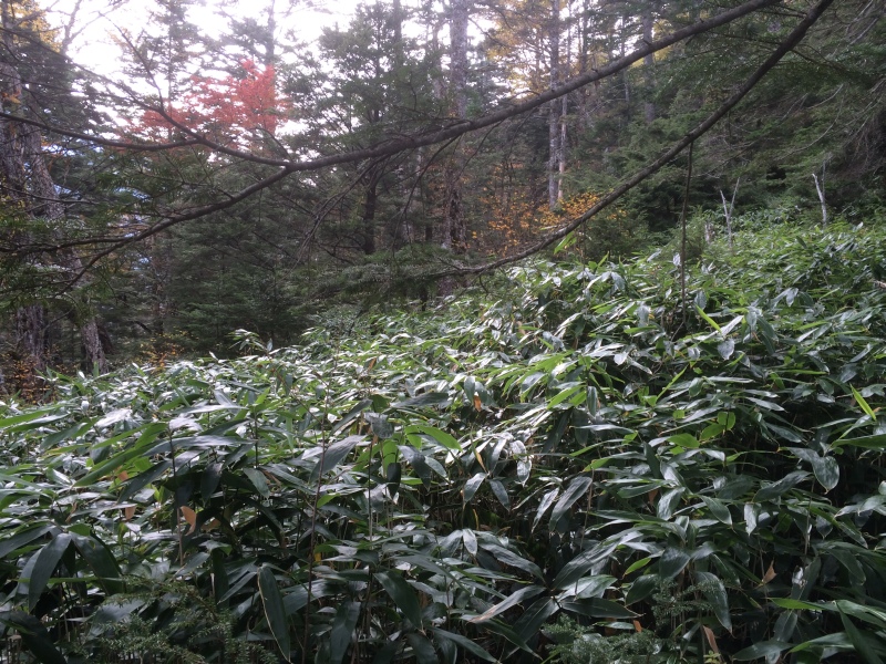 f:id:nceedo:20141012093307j:image