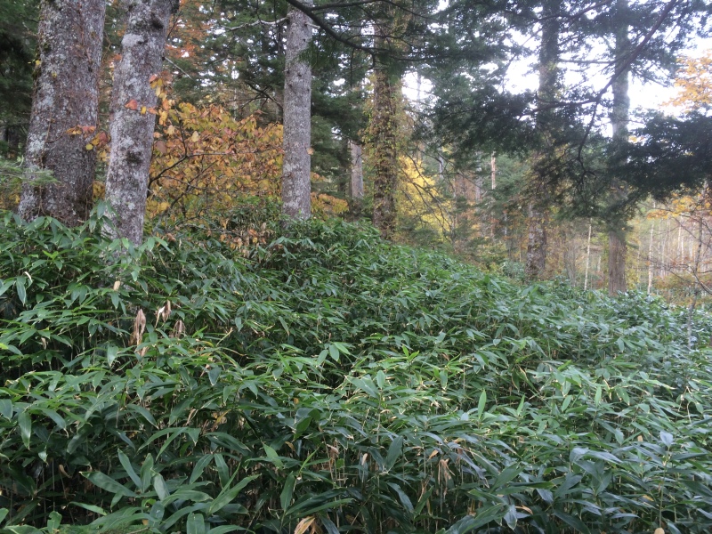 f:id:nceedo:20141012093312j:image