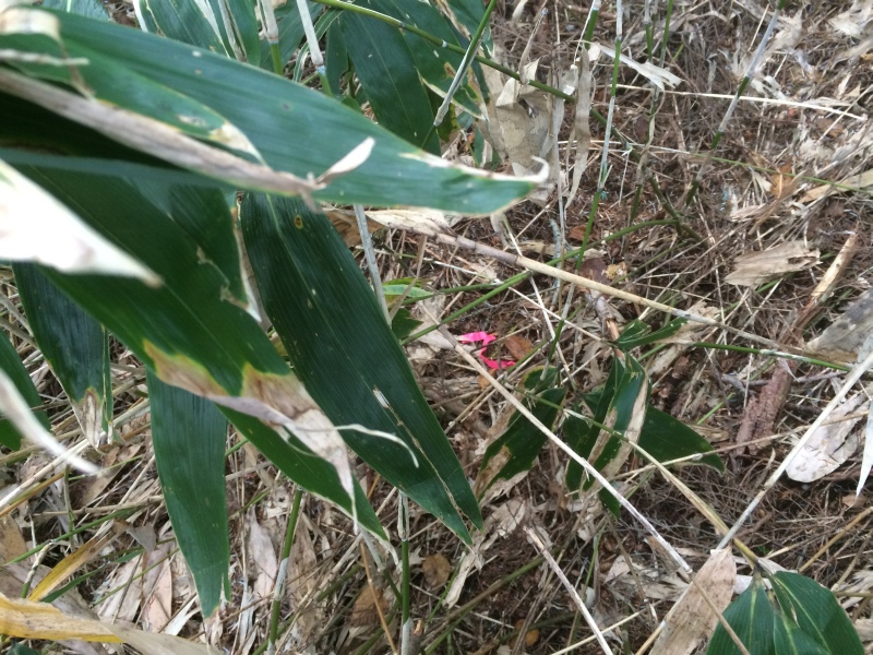 f:id:nceedo:20141012103445j:image