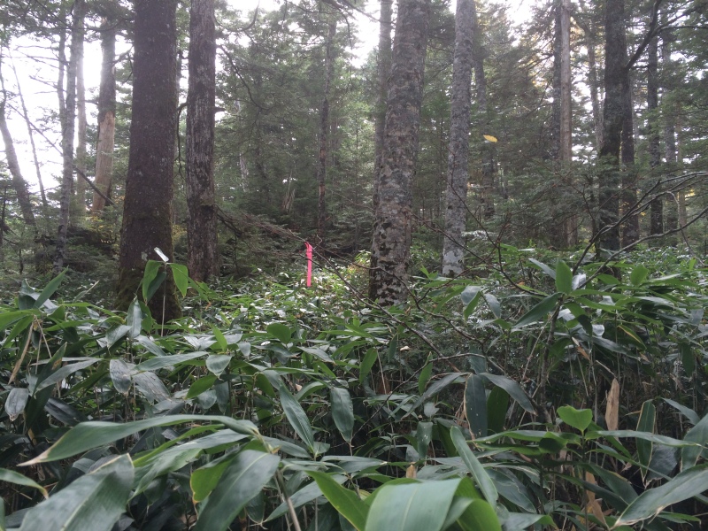 f:id:nceedo:20141012104852j:image