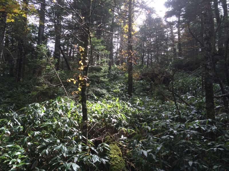 f:id:nceedo:20141012111351j:image