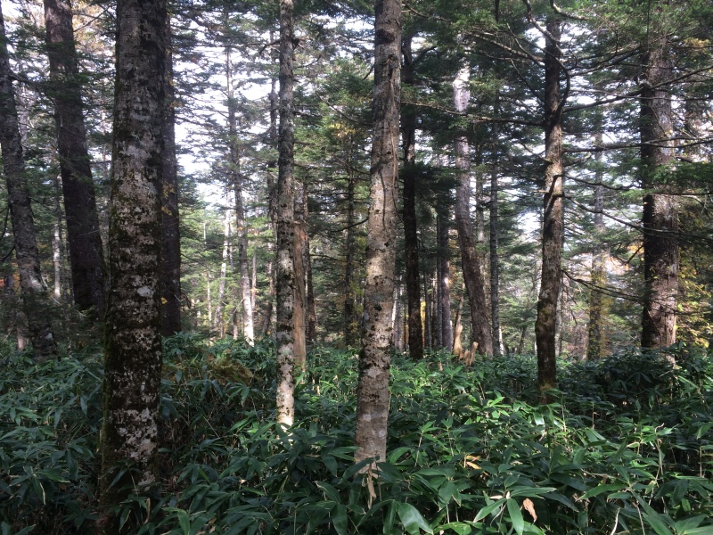 f:id:nceedo:20141012111355j:image