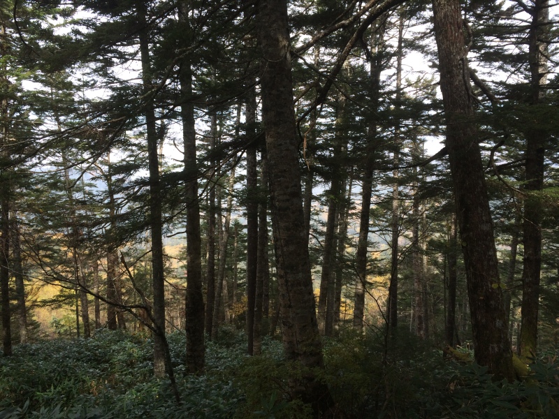 f:id:nceedo:20141012115618j:image