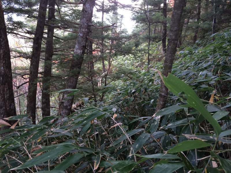 f:id:nceedo:20141012134453j:image