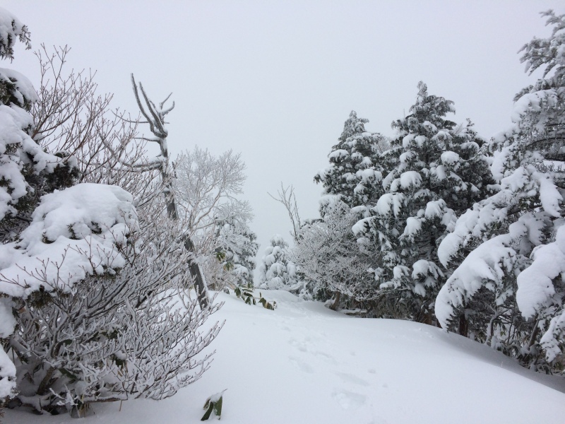 f:id:nceedo:20141230122703j:image