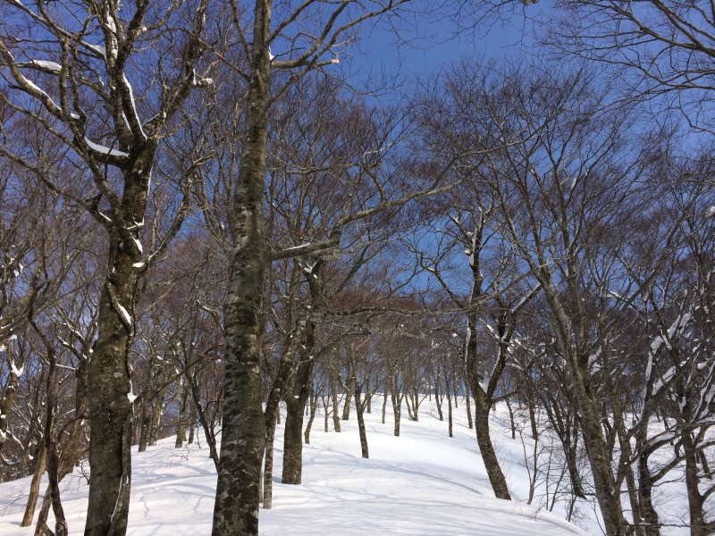 f:id:nceedo:20150211141729j:plain