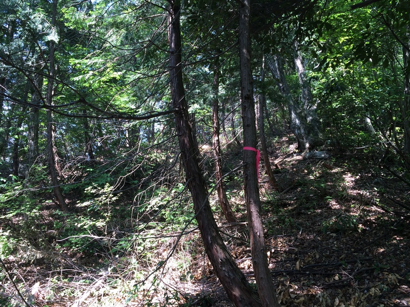 f:id:nceedo:20150530093251j:plain f:id:nceedo:20150530093251j:plain