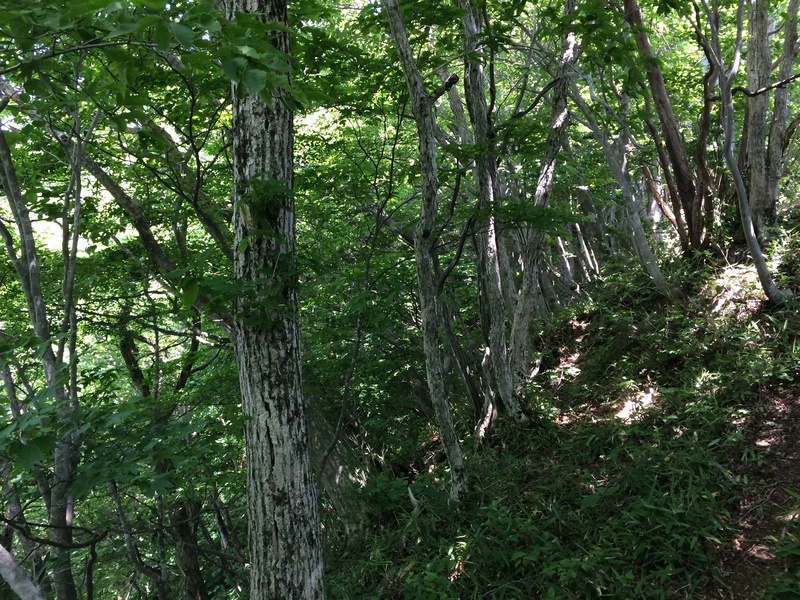 f:id:nceedo:20150530111728j:plain f:id:nceedo:20150530111728j:plain