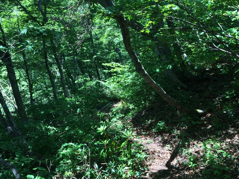 f:id:nceedo:20150530125044j:plain f:id:nceedo:20150530125044j:plain