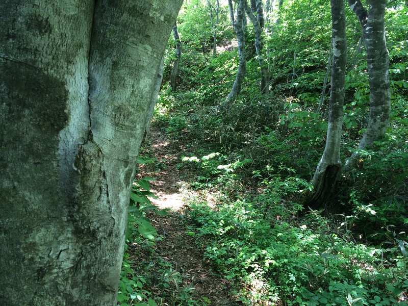 f:id:nceedo:20150530125049j:plain f:id:nceedo:20150530125049j:plain