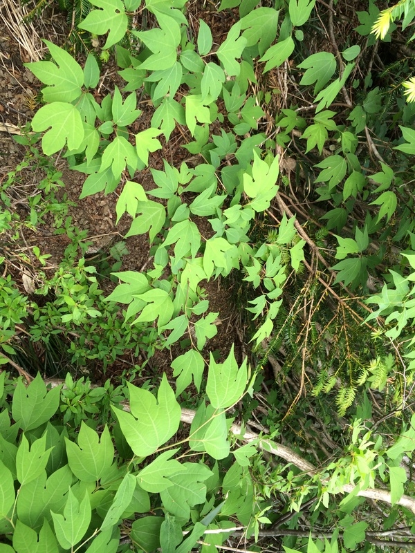 f:id:nceedo:20150530133041j:plain f:id:nceedo:20150530133041j:plain