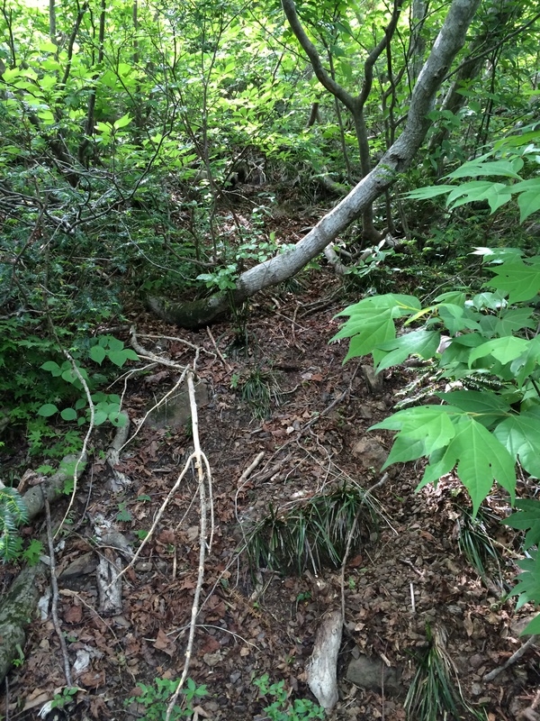 f:id:nceedo:20150530134307j:plain f:id:nceedo:20150530134307j:plain