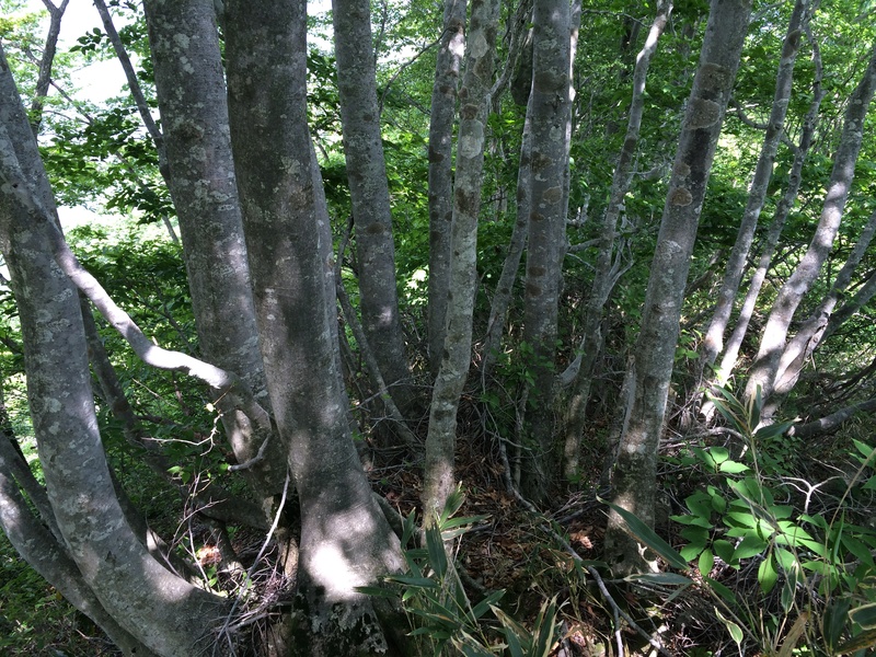 f:id:nceedo:20150530140049j:plain f:id:nceedo:20150530140049j:plain