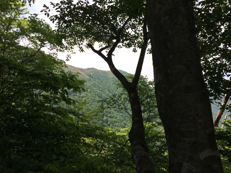 f:id:nceedo:20150530140142j:plain f:id:nceedo:20150530140142j:plain