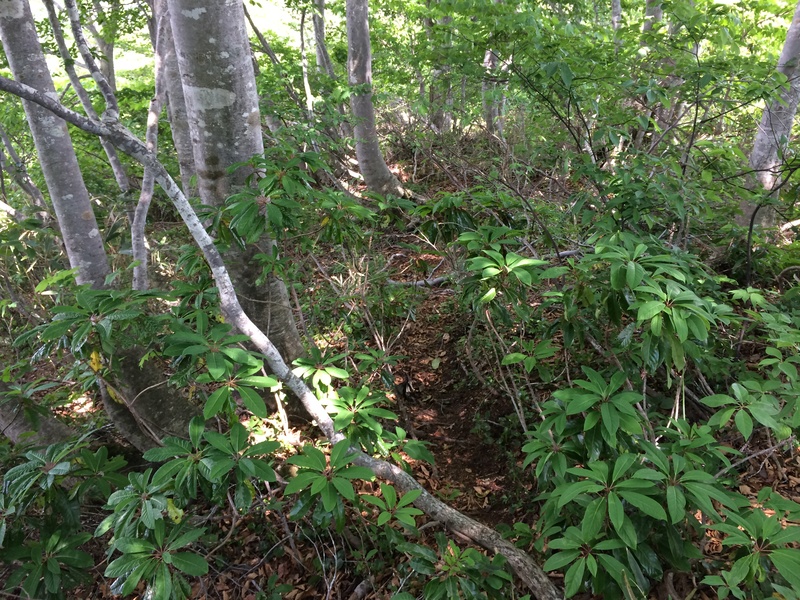 f:id:nceedo:20150530140156j:plain f:id:nceedo:20150530140156j:plain