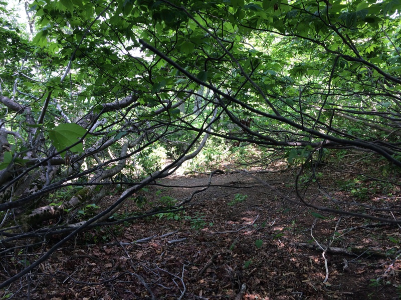 f:id:nceedo:20150530140237j:plain f:id:nceedo:20150530140237j:plain