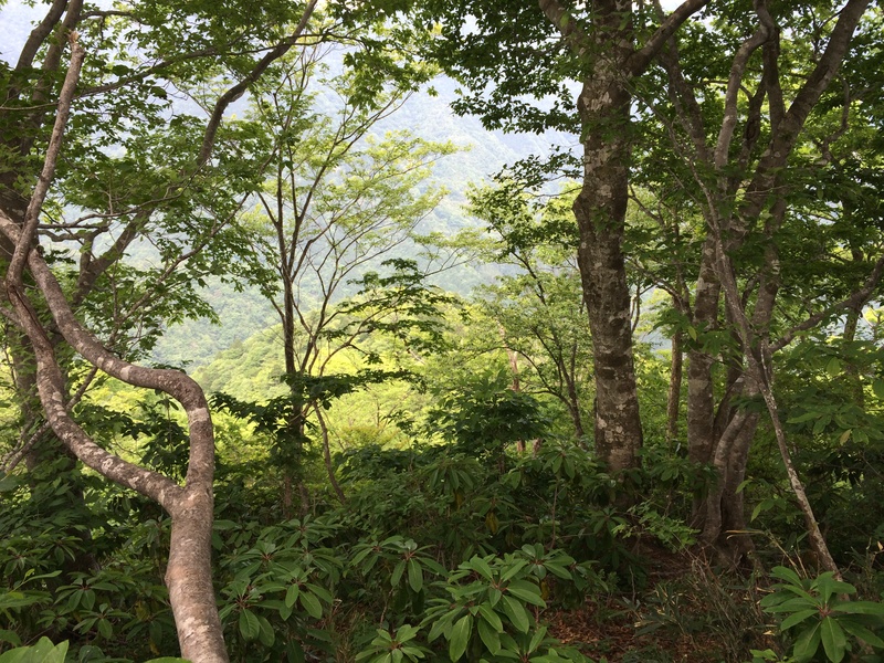 f:id:nceedo:20150530142459j:plain f:id:nceedo:20150530142459j:plain