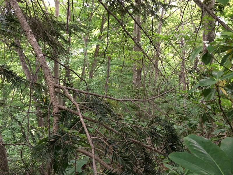 f:id:nceedo:20150530150509j:plain f:id:nceedo:20150530150509j:plain