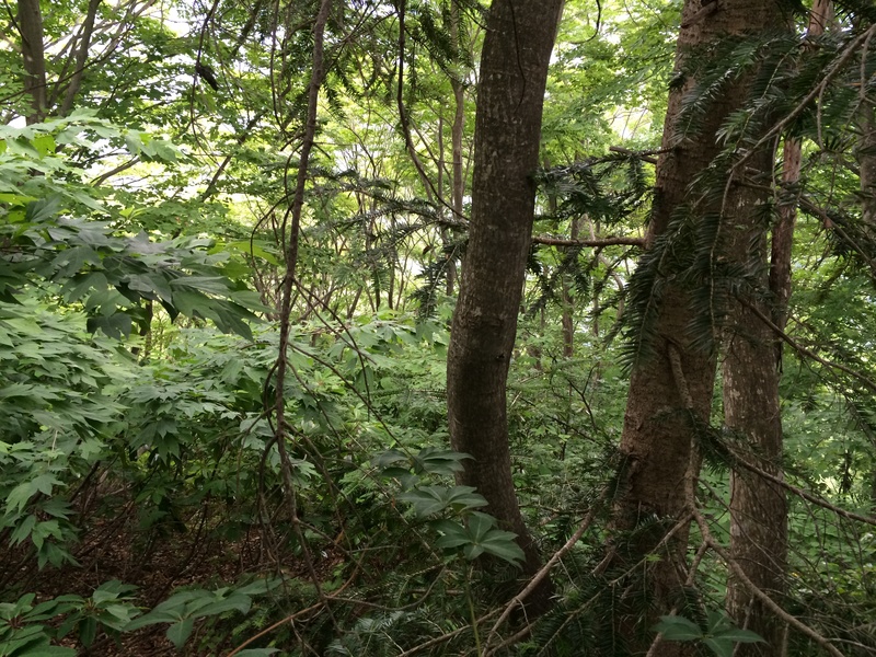 f:id:nceedo:20150530150513j:plain f:id:nceedo:20150530150513j:plain