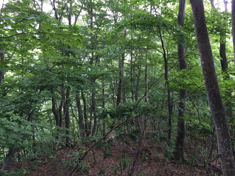 f:id:nceedo:20150530150650j:plain f:id:nceedo:20150530150650j:plain