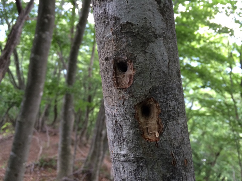 f:id:nceedo:20150530150909j:plain f:id:nceedo:20150530150909j:plain