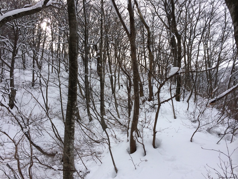 f:id:nceedo:20160117113649j:plain f:id:nceedo:20160117113649j:plain