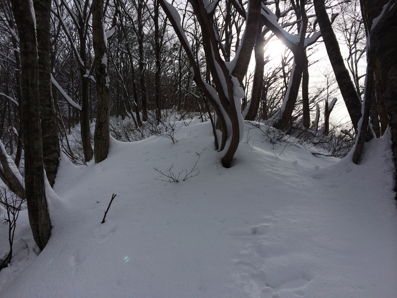 f:id:nceedo:20160117114301j:plain f:id:nceedo:20160117114301j:plain